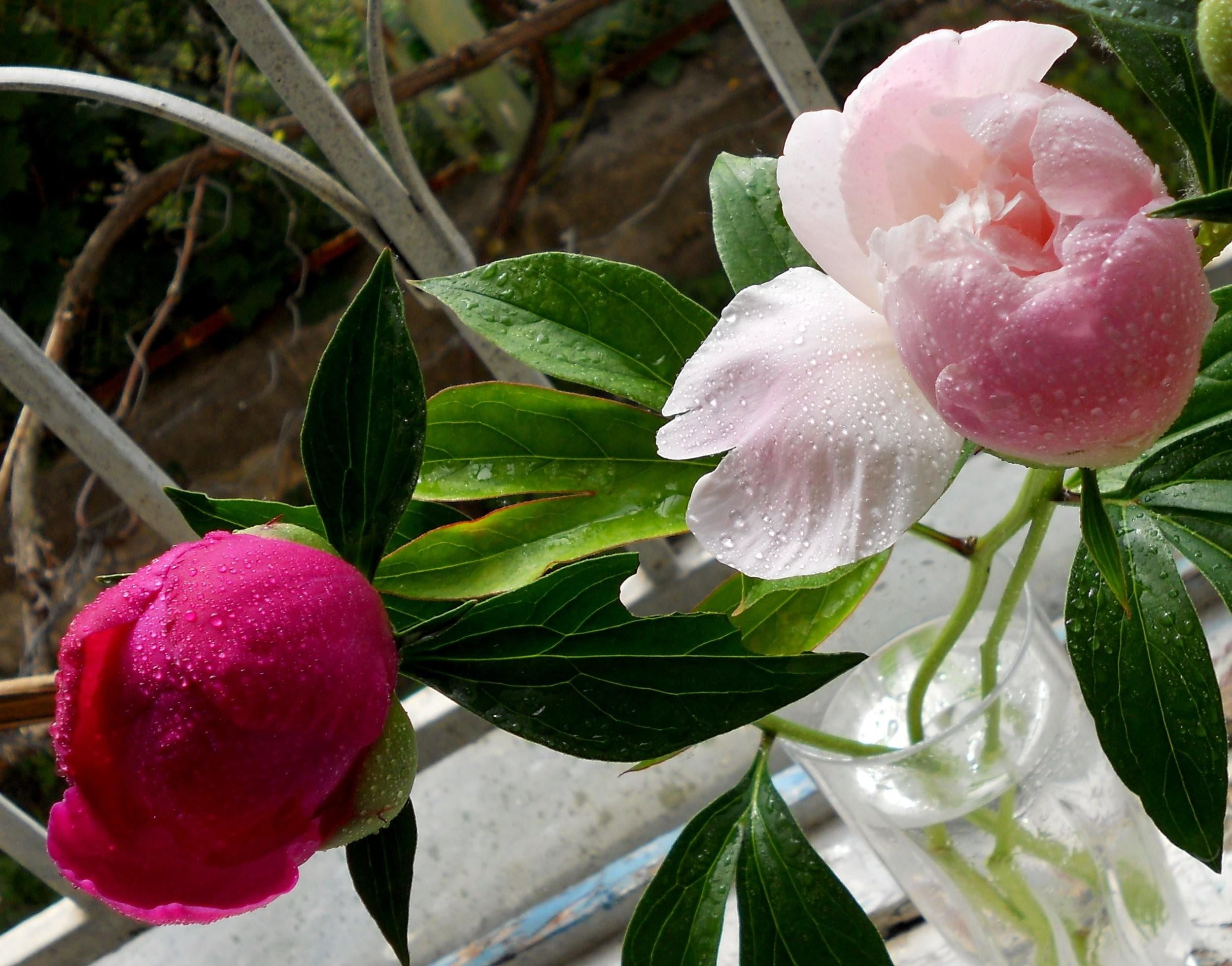 pink peony flower with water dews