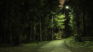 landscape photography of green leaf trees during nighttime