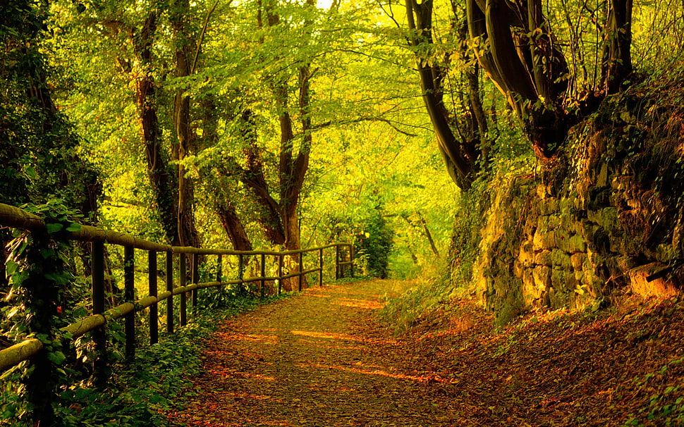 Green leaf trees HD wallpaper