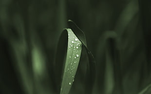 long-narrow green leafed plant, grass, water drops, plants