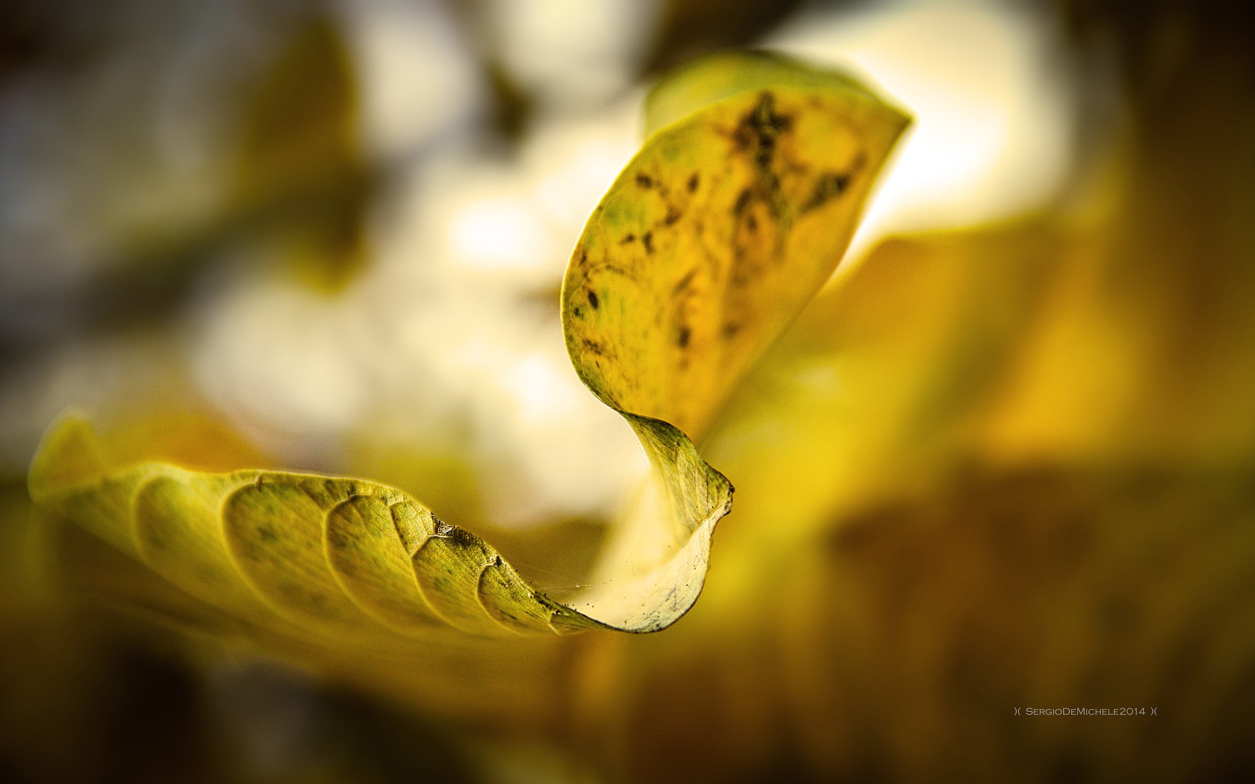 green leafed plant, nature, leaves, macro, plants