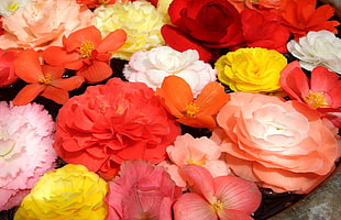 orange, red, yellow, and white petaled flowers in bloom screenshot