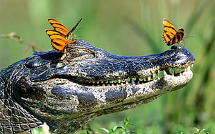selective focus photo of black and gray crocodile head with three orange and black butterflies near green leaf plant during daytime