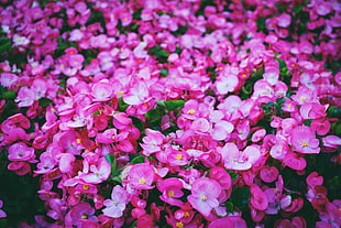 pink begonia flowers, Flowers, Pink, Meadow HD wallpaper