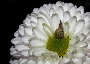 closeup photo of brown snail white clustered flower
