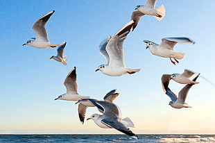 seagulls flying above body of water HD wallpaper