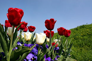 closeup photography of red and white Tulips with purple Irises flowers closeup photo HD wallpaper