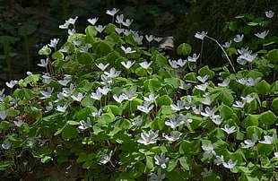 white cluster flower during daytime