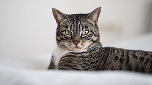 silver Tabby cat on white textile HD wallpaper