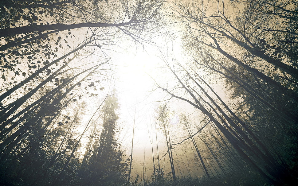 trees on forest during sunrise HD wallpaper