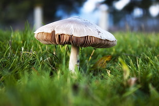 selective focus of mushroom HD wallpaper