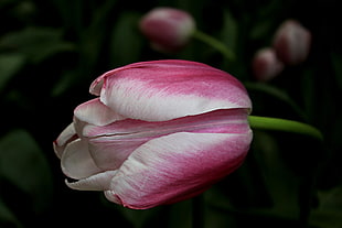 close photo of pink and white Tulip