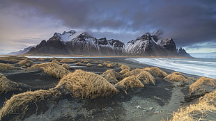 landscape photo of dried grass beside beach line