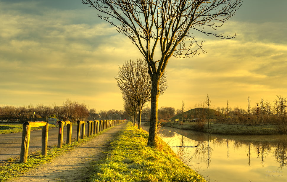 brown tree near river under cloudy sky HD wallpaper