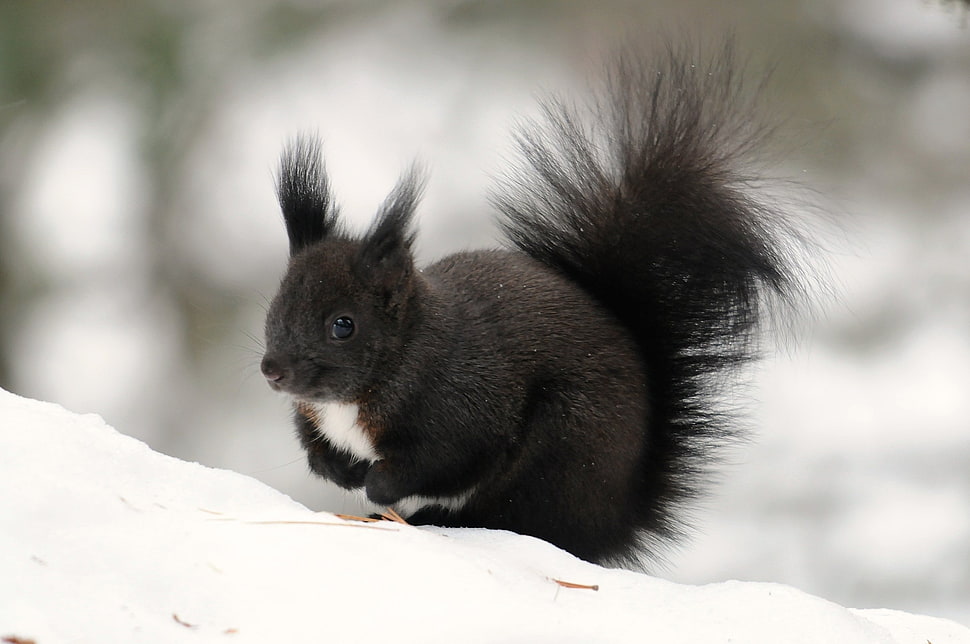 close up photography of black skunk on top of snow HD wallpaper