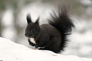 close up photography of black skunk on top of snow
