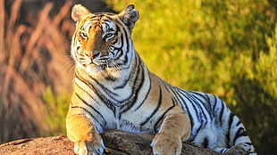 adult tiger, animals, tiger