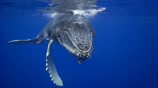 gray whale shark, whale, animals, underwater, mammals HD wallpaper