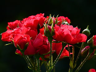 red roses, rose, roses, back light