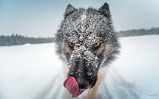 photo of wolf on snowfield