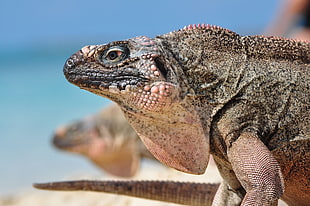 gray iguana lizard