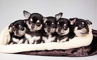 five black-and-white shiba inu mix puppies