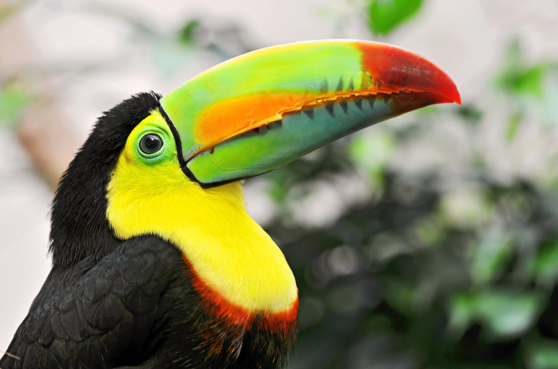 yellow, red, orange, black long bic bird