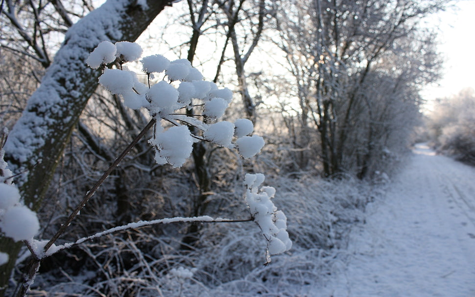 frosted flowers HD wallpaper