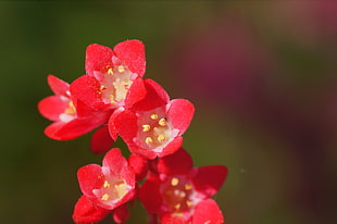 close up photography of red petaled flowers