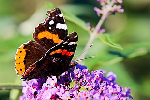 brown-and-yellow butterfly on purple flower