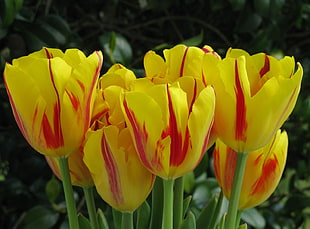 yellow and red Tulip flowers