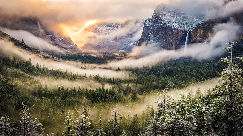 green forest, mountains, nature, forest, mist HD wallpaper