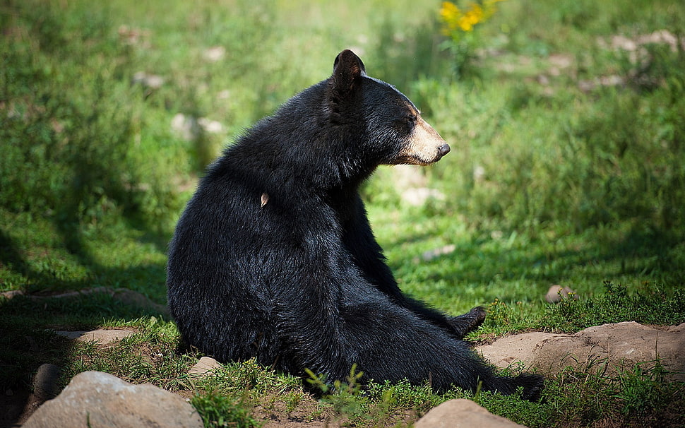 black bear during daytime HD wallpaper
