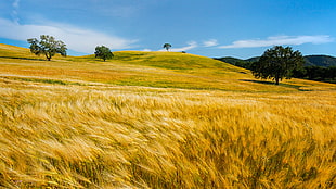 hay field during daytime, wheat HD wallpaper