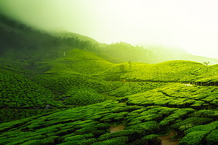 landscape photography of green hills HD wallpaper