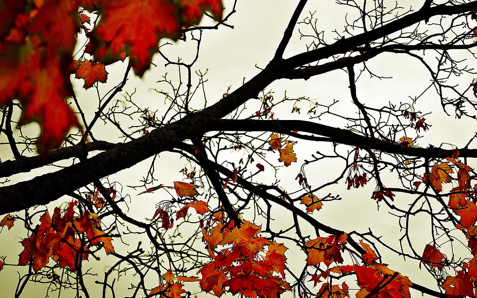 autumn leaves on tree during daytime HD wallpaper