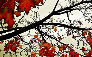 autumn leaves on tree during daytime
