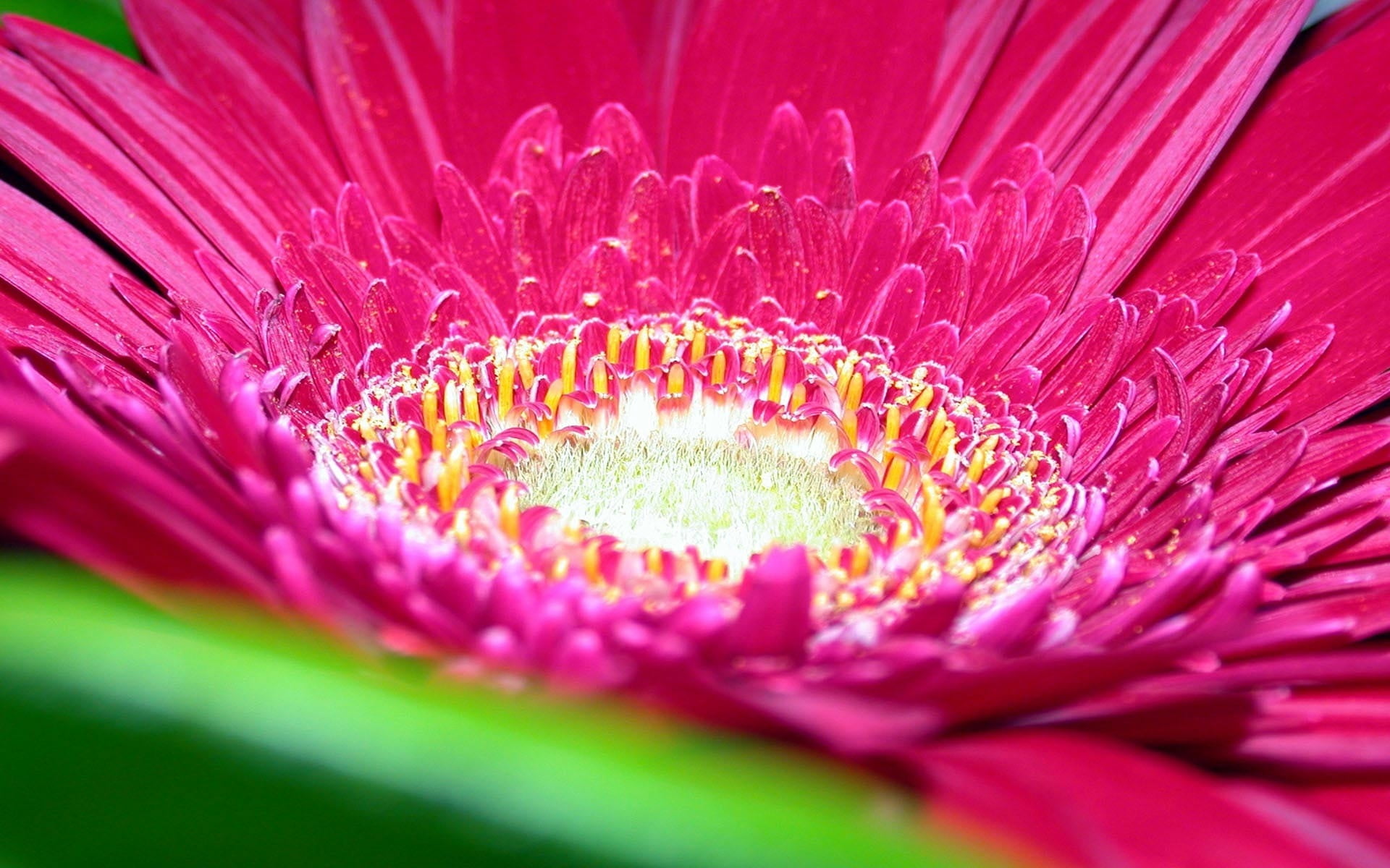 macro photography of purple flower