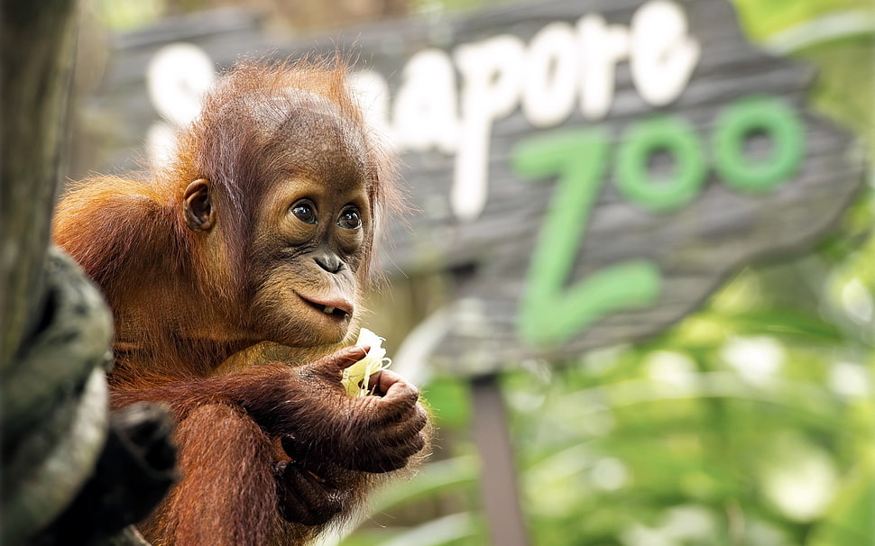 monkey looking up photo HD wallpaper