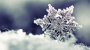 white snowflakes