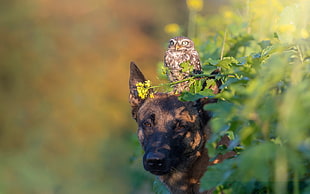 brown owl on brown dog head