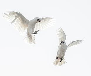 two white birds flying on white background, corellas