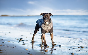 black and white American pit bull terrier standing on seashore during daytime close-up photo