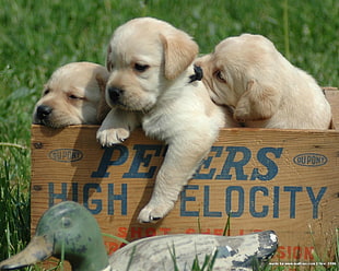 three beige short coated puppies