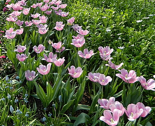 pink Tulip flowers at daytime HD wallpaper