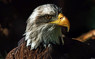 bald eagle, nature, animals, wildlife, birds HD wallpaper