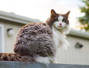 brown and white cat on gray roof shingles