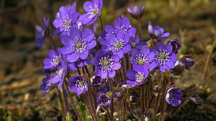 purple petaled flowers with white stigmas in bloom close-up photo