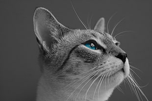 close up selective color photo of cat looking upward