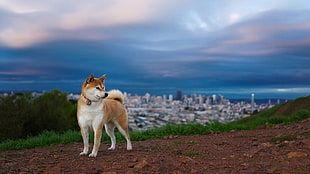 tan and white Siberian husky, Shiba Inu, dog